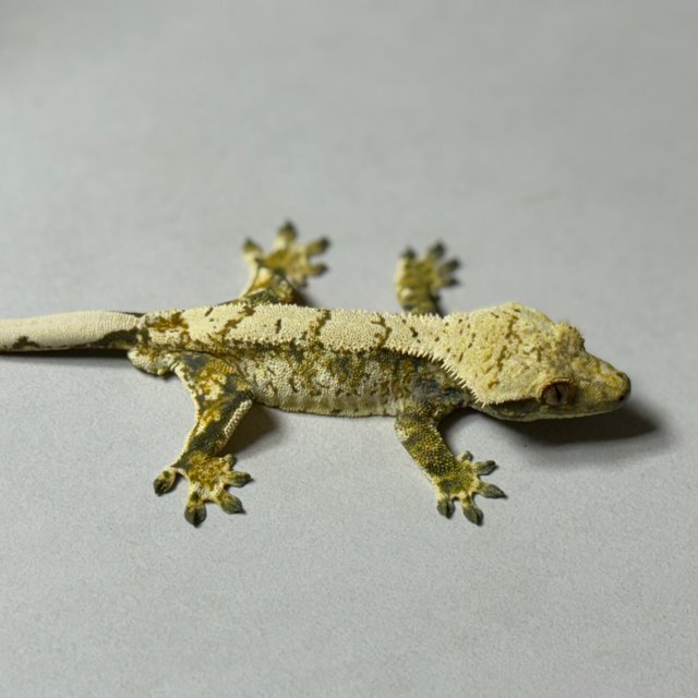 노멀 트라이 드리피