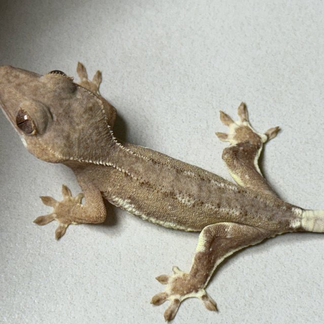 릴리화이트 팬텀 스트로베리