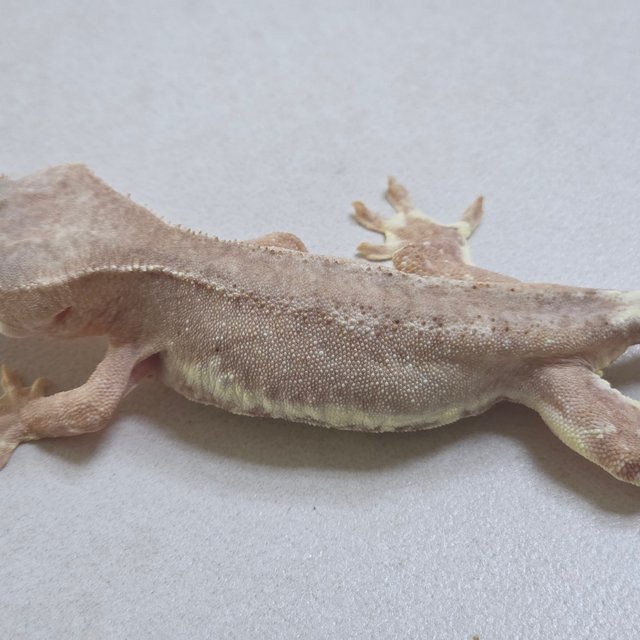 릴리화이트 팬텀 스트로베리