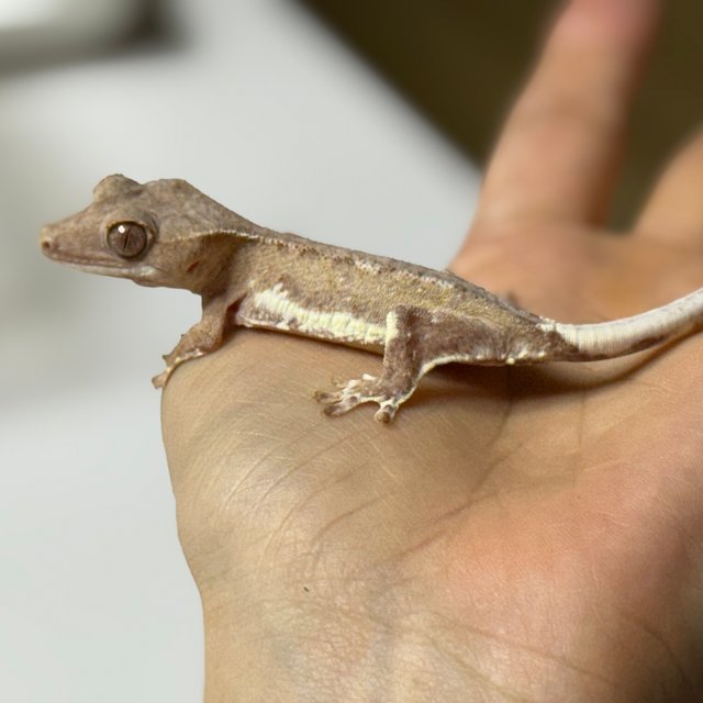 릴리화이트 팬텀 스트로베리