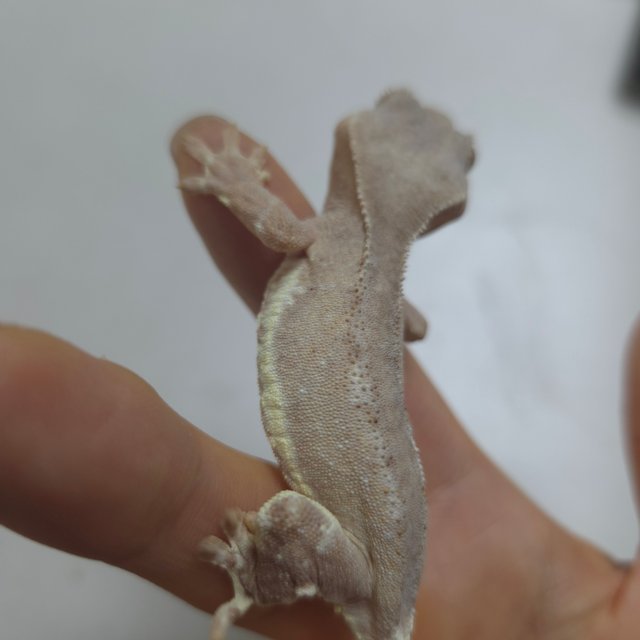 릴리화이트 팬텀 스트로베리