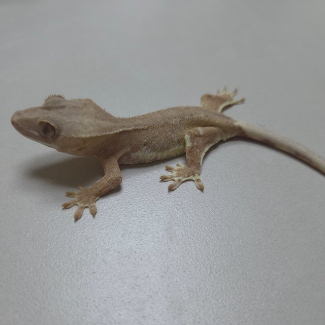 릴리화이트 팬텀 스트로베리