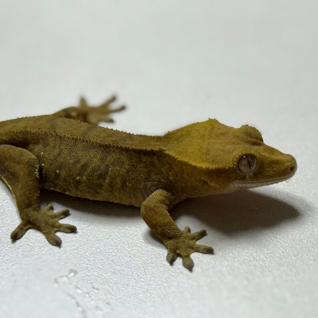 바이 화이트포트홀 레드