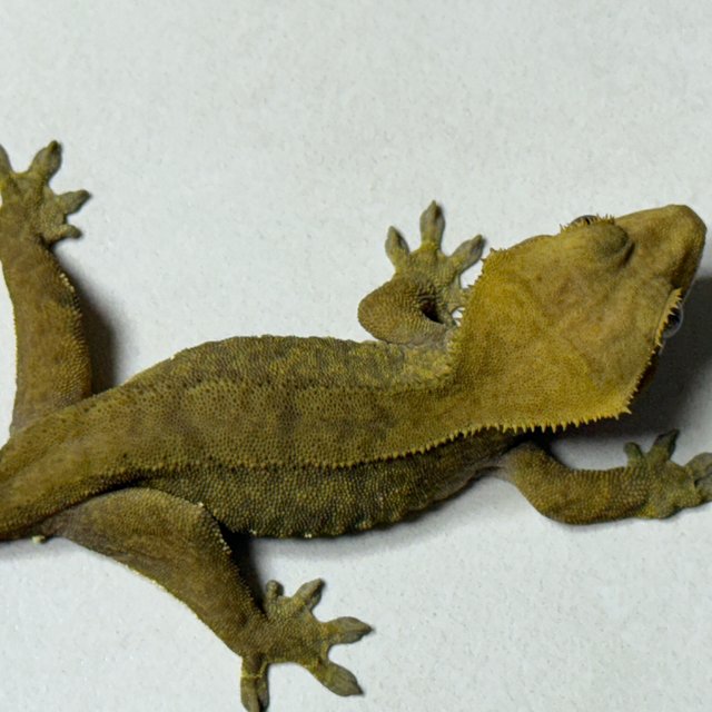 바이 화이트포트홀 레드