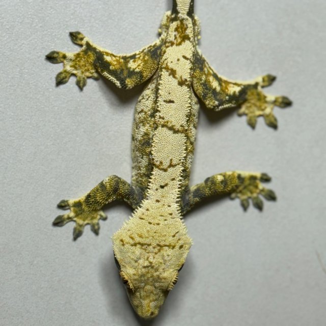 노멀 트라이 드리피