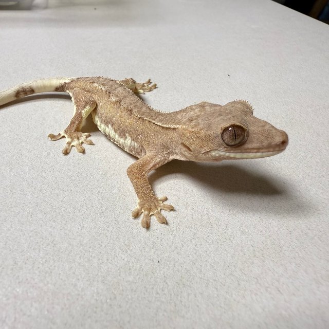 릴리화이트 팬텀 스트로베리