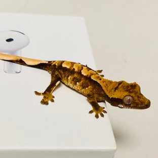 트라이 익스트림할리퀸 텐저린