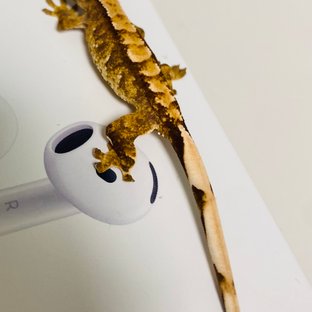 트라이 익스트림할리퀸 텐저린