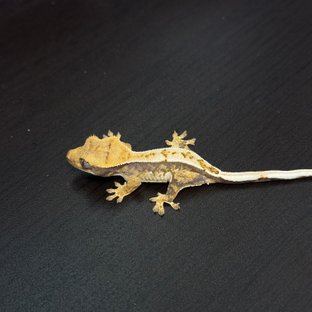 노멀