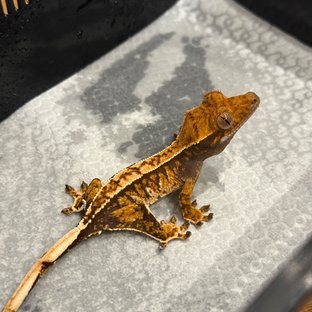 트라이 익스트림할리퀸