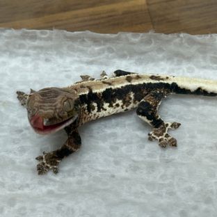 프라푸치노