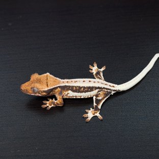 릴리화이트 트라이
