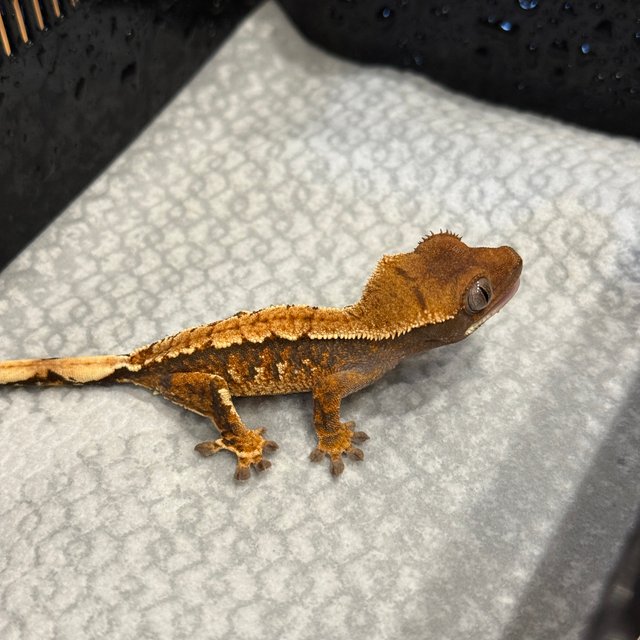 트라이 익스트림할리퀸 텐저린