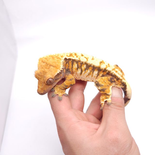 익스트림할리퀸 트라이 텐저린 바브 레이지 드리피