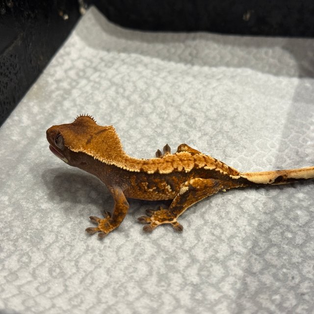 트라이 익스트림할리퀸 텐저린