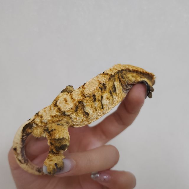 트라이