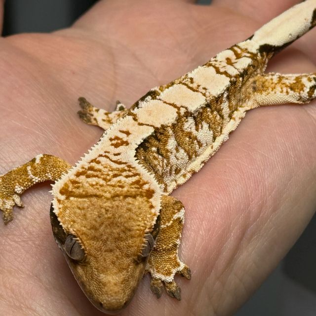 트라이 익스트림할리퀸