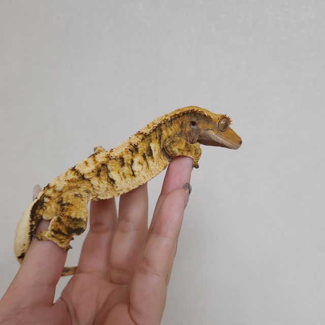 트라이