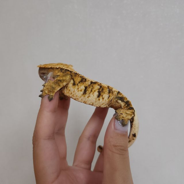 트라이