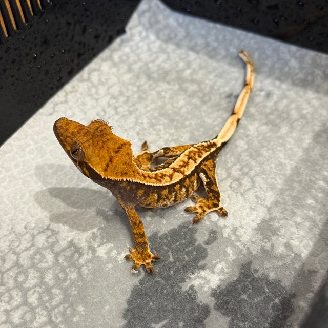 트라이 익스트림할리퀸