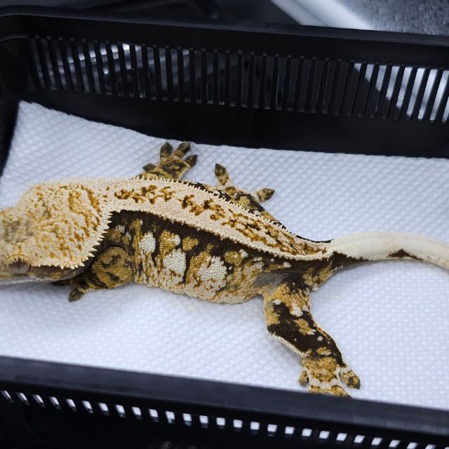 트라이 익스트림할리퀸