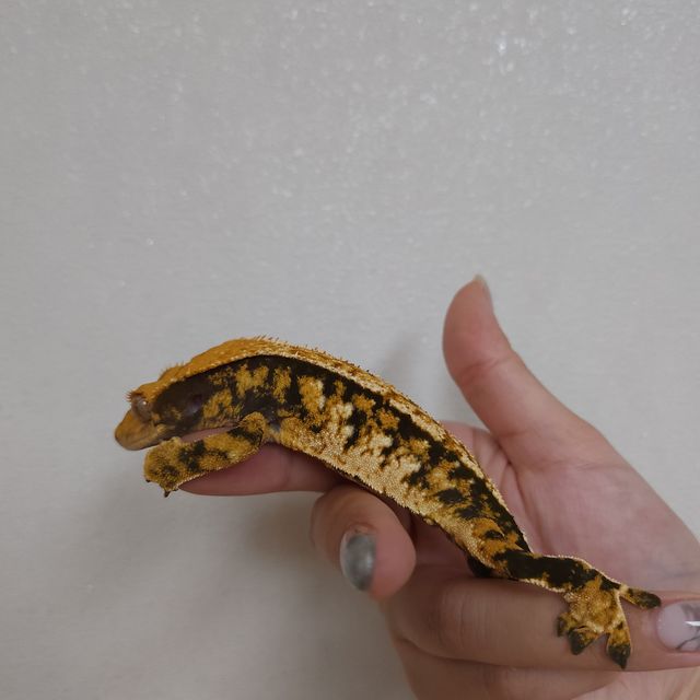 트라이 익스트림할리퀸 바브 레이지