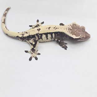 세이블