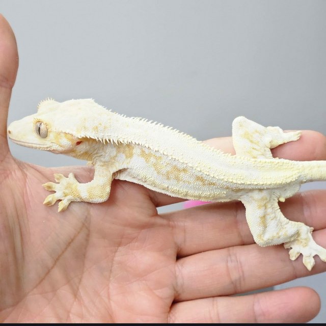 릴리100%헷아잔틱 릴리화이트