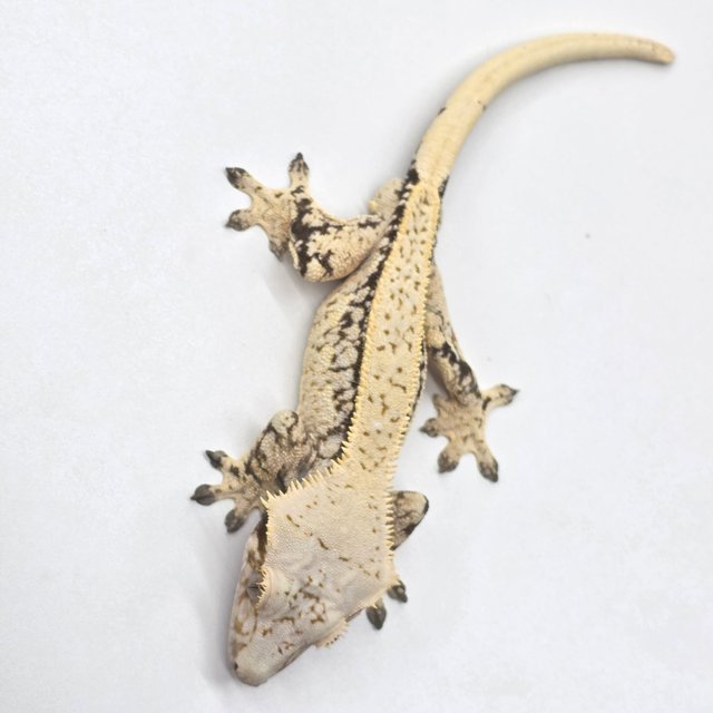 노멀 화이트 화이트스팟 드리피