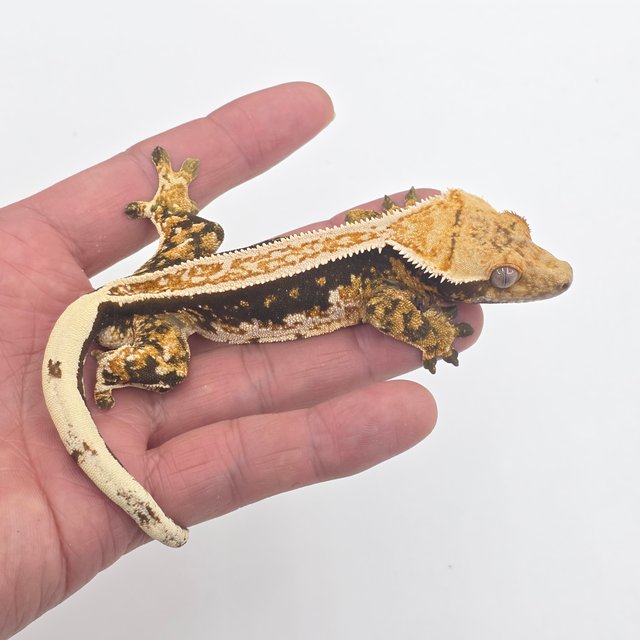 노멀 쿼드 풀핀 텐저린