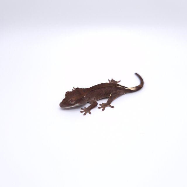 챠콜 팬텀 카푸치노