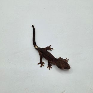 팬텀 챠콜 카푸치노