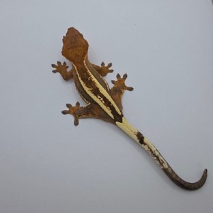 100%헷아잔틱 세이블 슈퍼스트라이프 쿼드