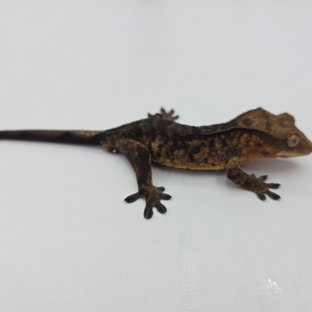 챠콜 팬텀 타이거