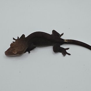 챠콜 팬텀 카푸치노