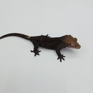 챠콜 팬텀 카푸치노