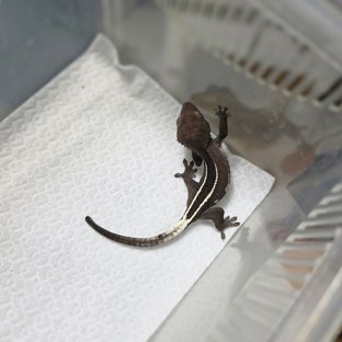 아잔틱 풀핀 쿼드