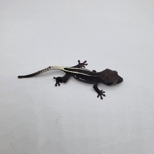 아잔틱 풀핀 쿼드