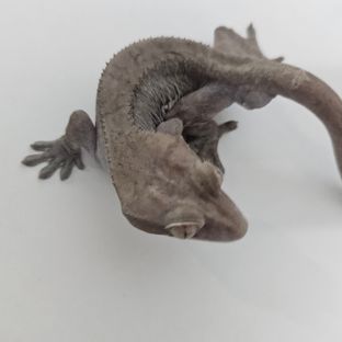 루왁