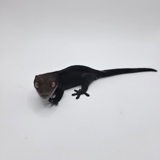 챠콜 팬텀 카푸치노