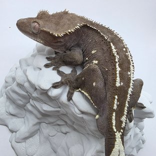 아잔틱