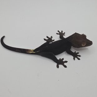 챠콜 팬텀 카푸치노