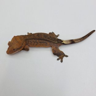 챠콜 팬텀 카푸치노 슈퍼스트라이프