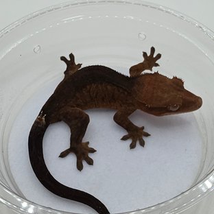 챠콜 팬텀 카푸치노