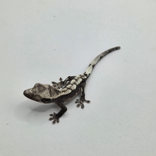 아잔틱
