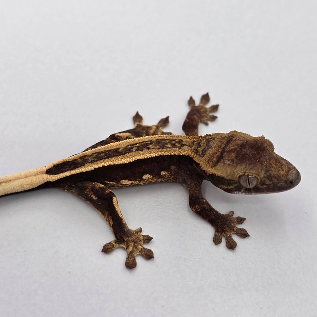 슈퍼스트라이프 엠티백