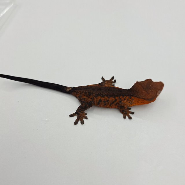 챠콜 팬텀 카푸치노 타이거