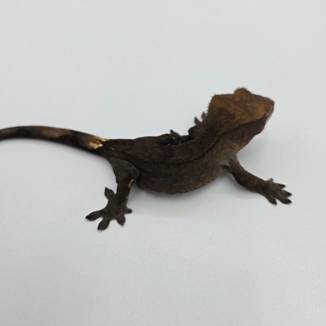 챠콜 팬텀 카푸치노