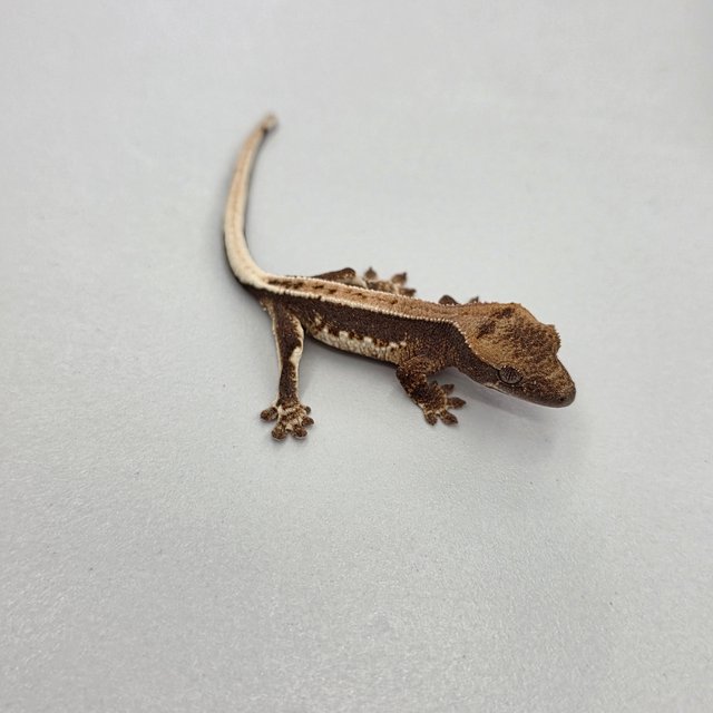 릴리100%헷아잔틱