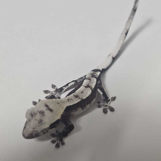 아잔틱